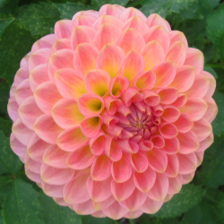 Miscellaneous Headings